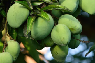 African Mango Seed Extract