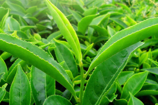 Green Tea Leaf Extract